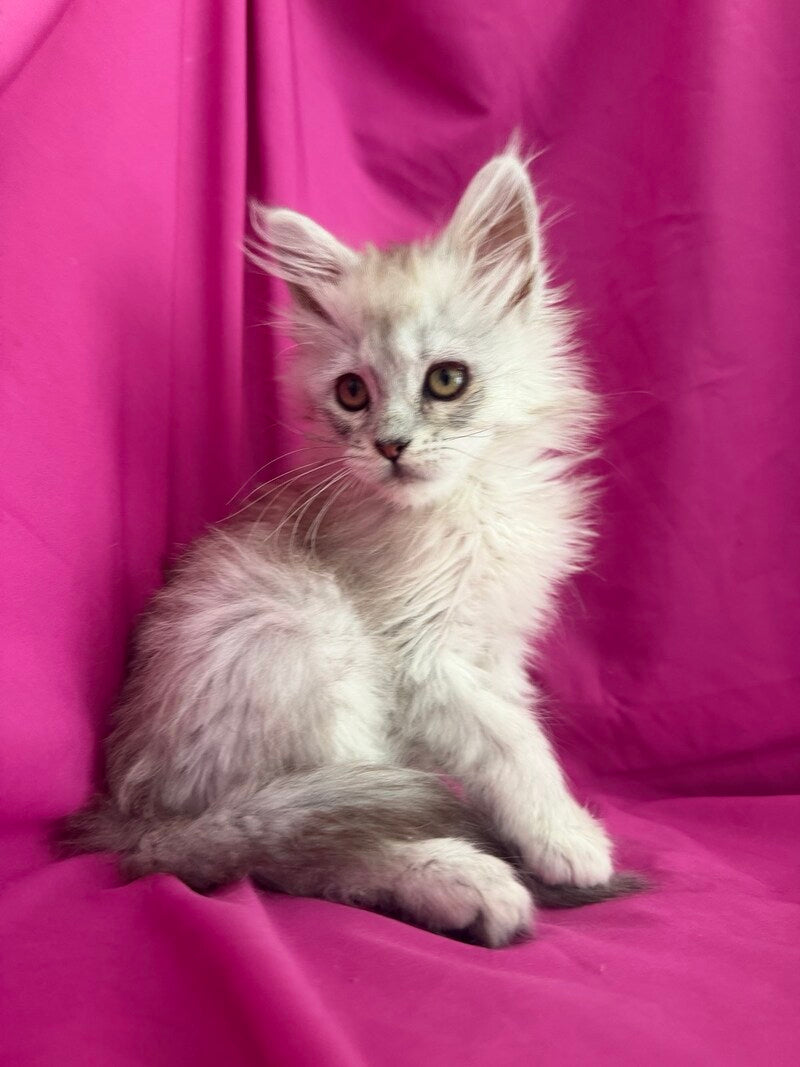 Xiolina Maine Coon female black silver shaded - live animals