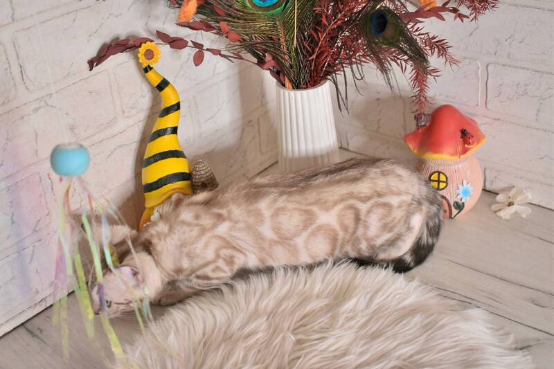Kisa Bengal female snow mink - live animals
