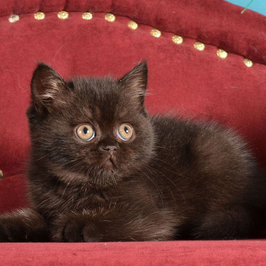 Irma Scottish Straight female, black