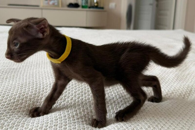 Adele Oriental Shorthair female chocolate - live animals