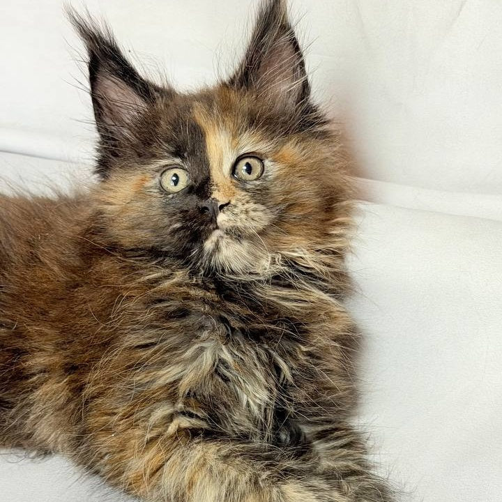 Magnolia Maine Coon female, black tortie