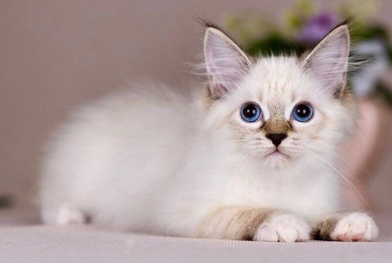 Galaxy Siberian female blue with white tabby pointed - live animals