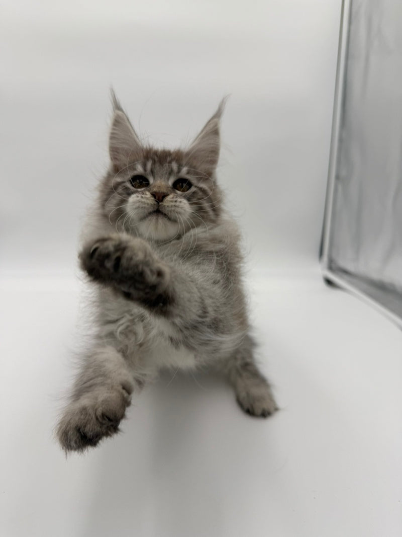Ketana Maine Coon female black silver tabby - live animals