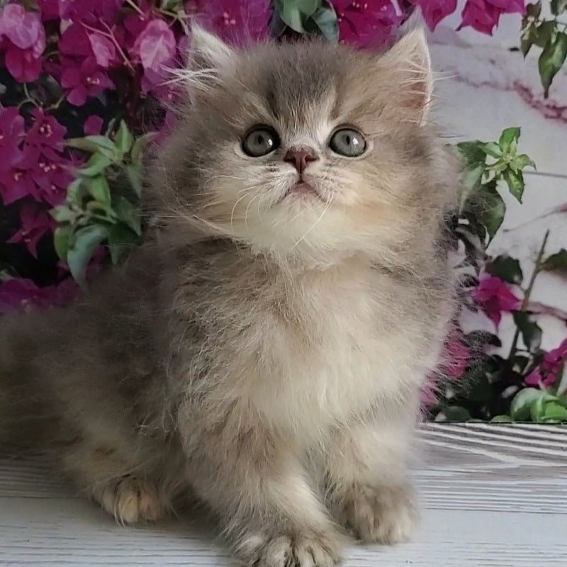 Cherry British Longhair female, blue golden ticked tabby
