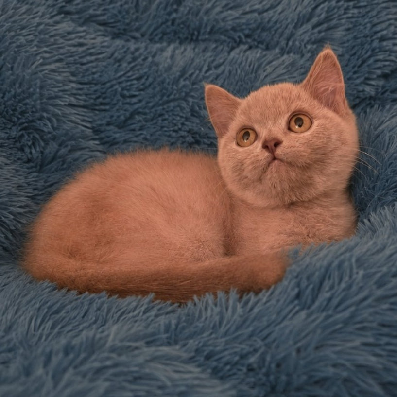 Like British Shorthair male, lilac