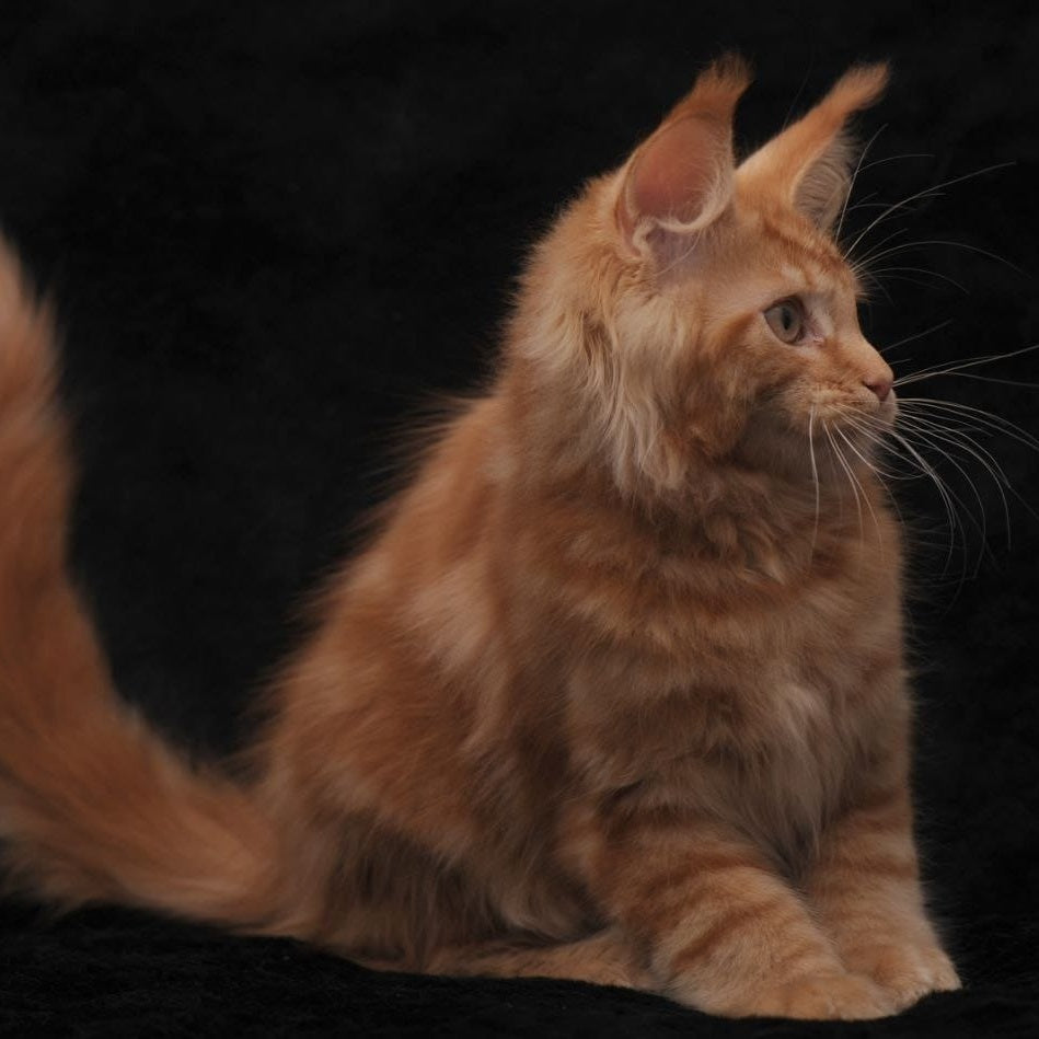 Rеу Maine Coon male, red