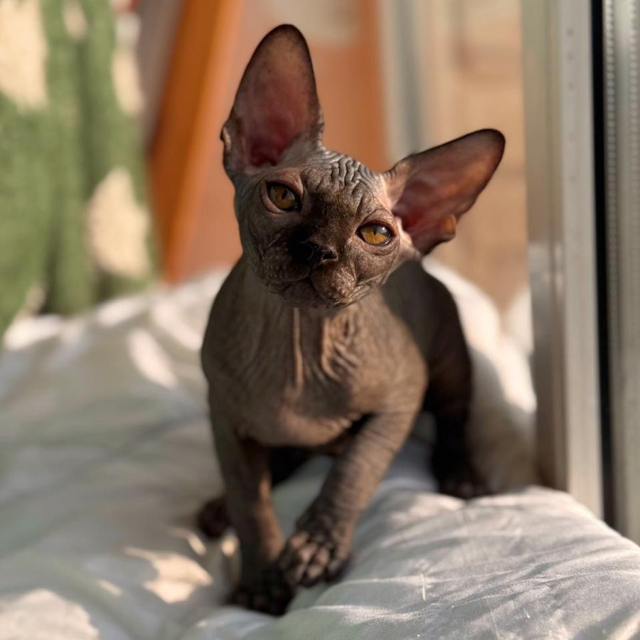 Elvis Canadian Sphynx male, black