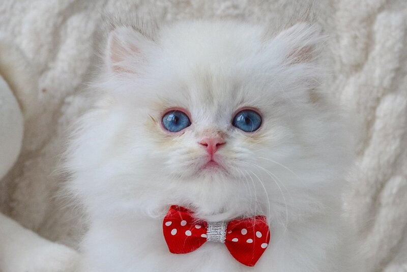 Norton British Longhair male, black golden chinchilla pointed