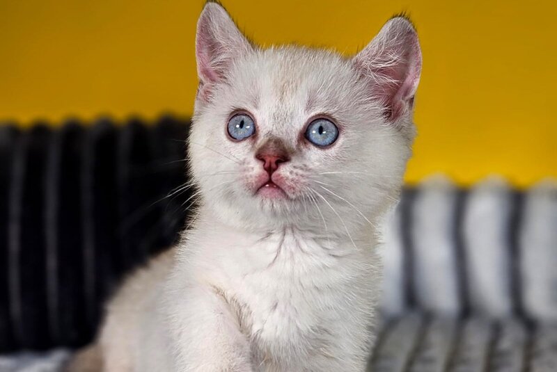 Michael Munchkin male, blue pointed tabby