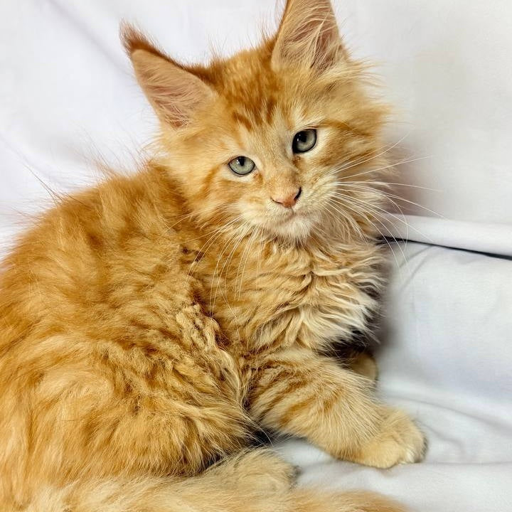 Maximilian Maine Coon male, red