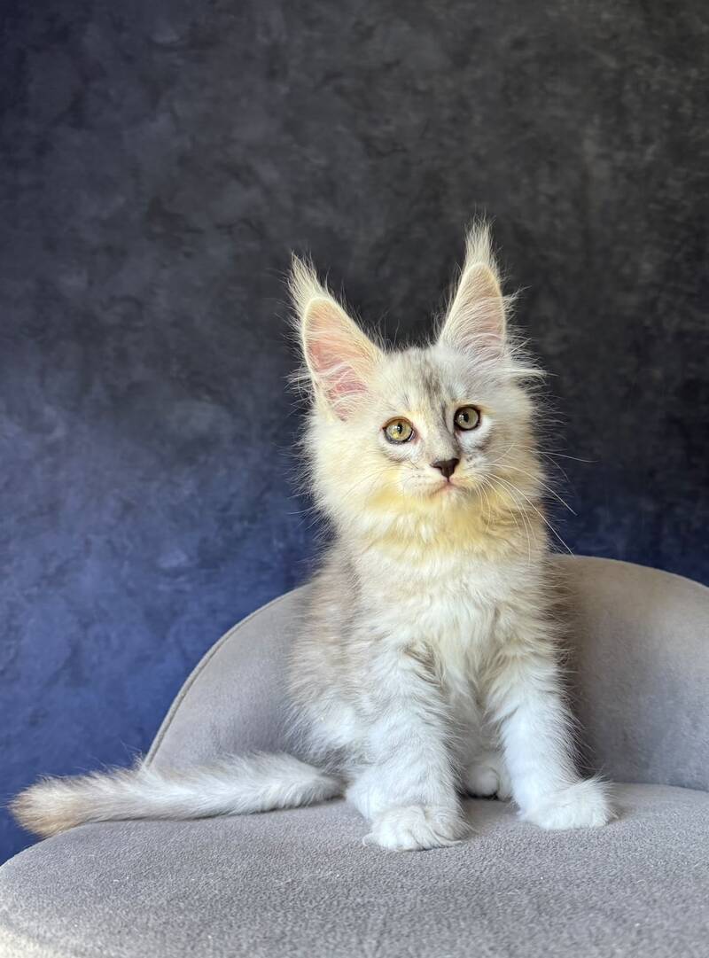 Garvin Maine Coon male, black silver tabby