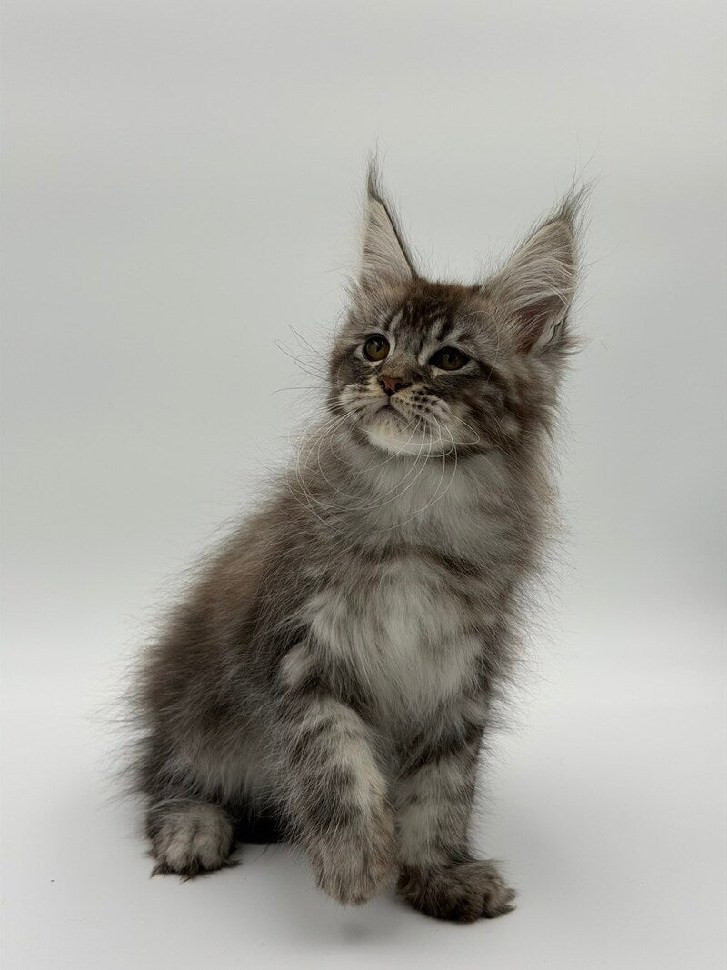 Kiss Maine Coon male black silver tabby - live animals