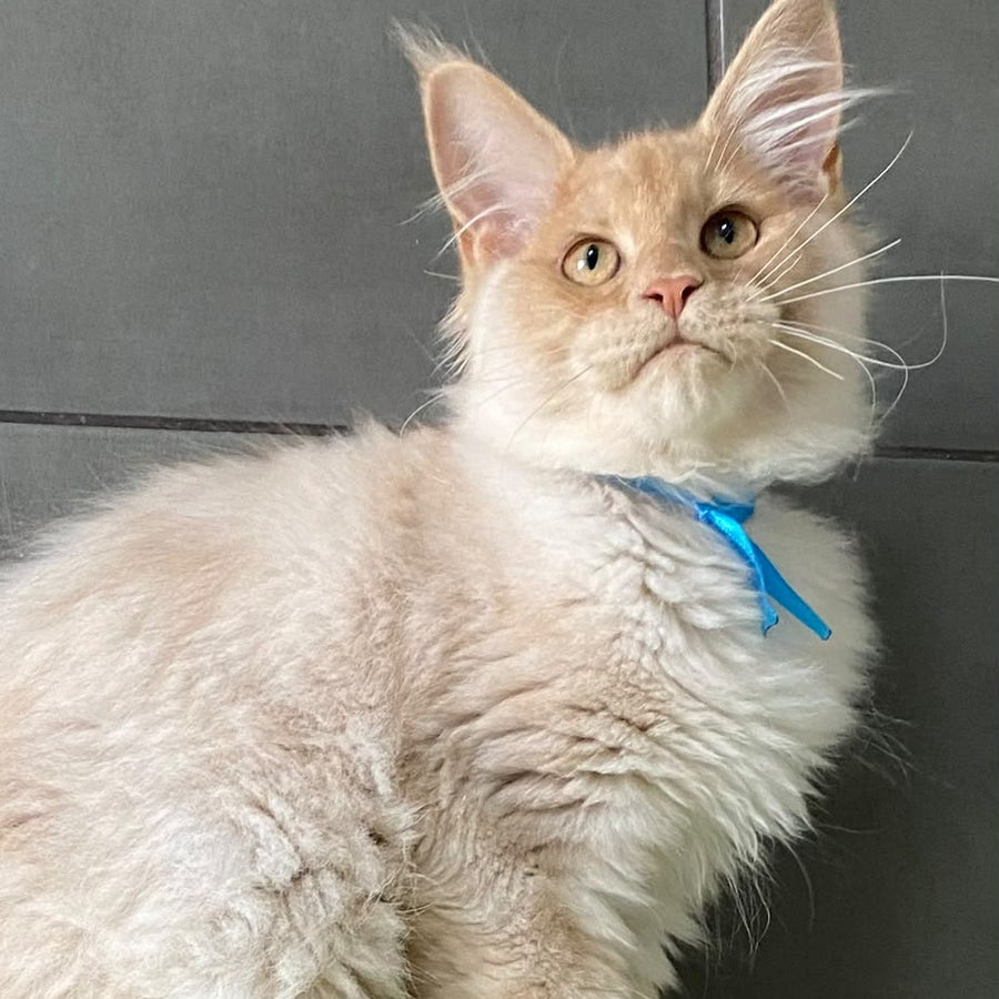 Wakayama Maine Coon male, cream silver
