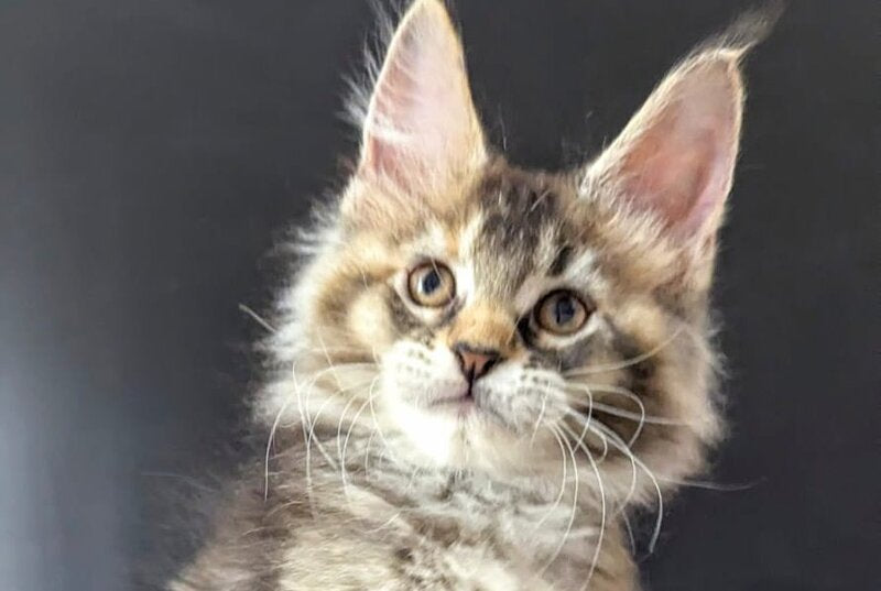 Cutie Maine Coon female black tortie ticked tabby live animals