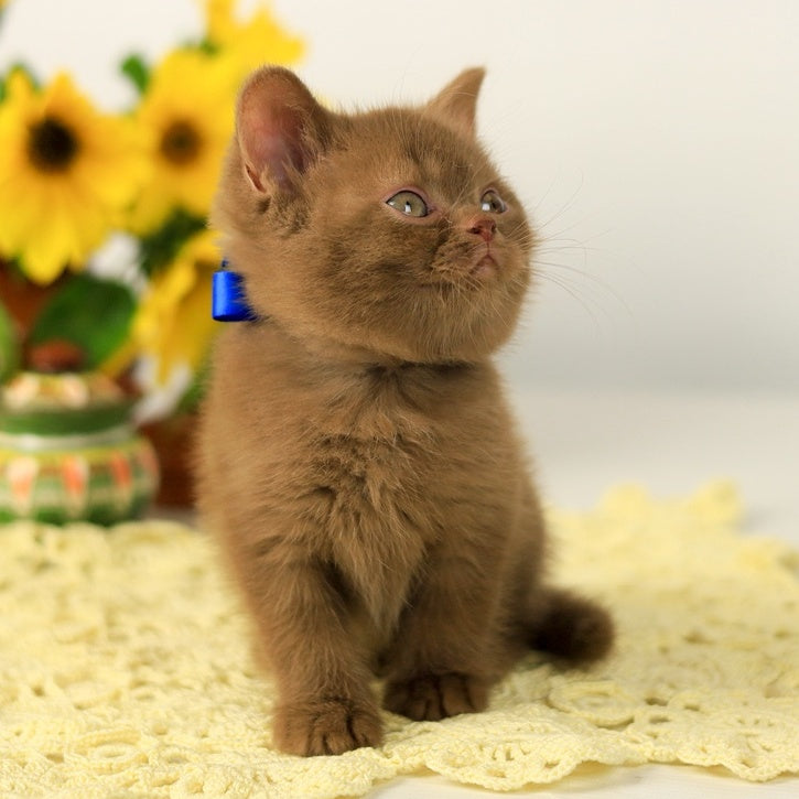 Leo British Shorthair male, cinnamon