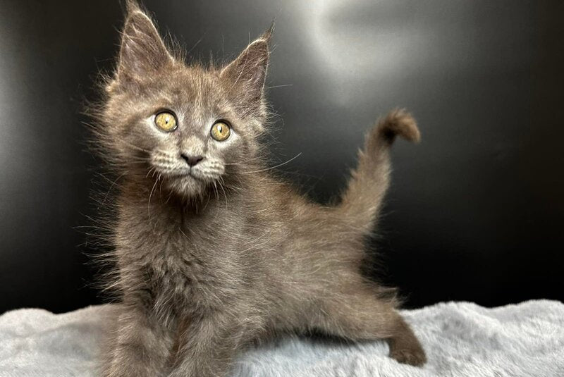 Baunti Maine Coon female blue - live animals
