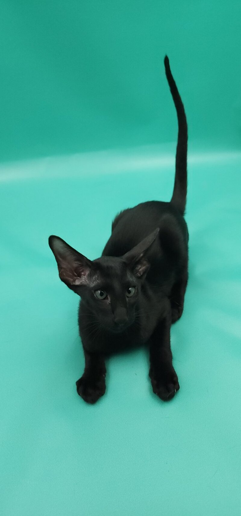 Romeo Oriental Shorthair male, black