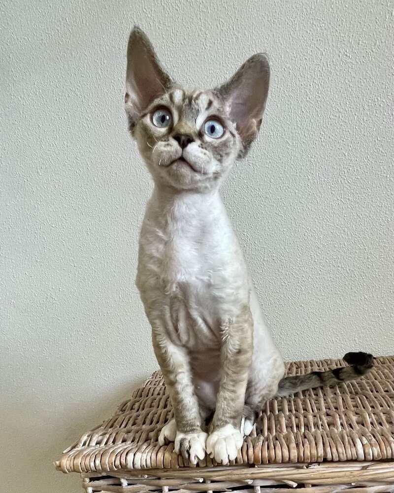 Isolde Grace Devon Rex female chocolate bicolour tabby pointed - live animals