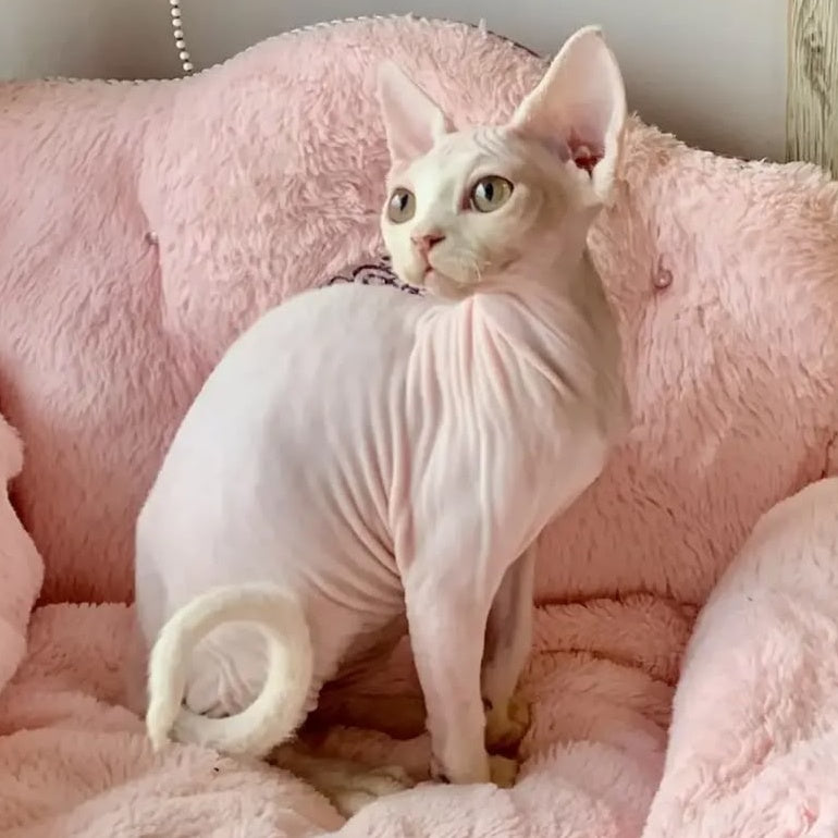 Zosya Devon Rex female, white