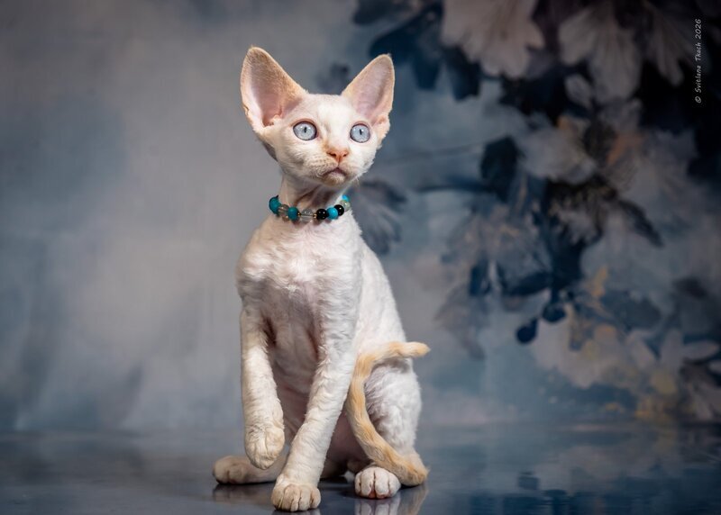 Ice Cream Devon Rex male red pointed - live animals
