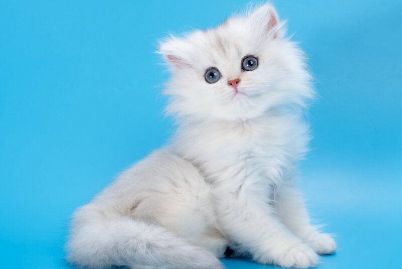 Daniel British Longhair female, black golden shaded