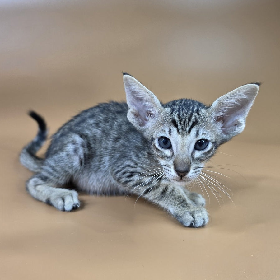 Biscuit Oriental Shorthair male, black spotted tabby