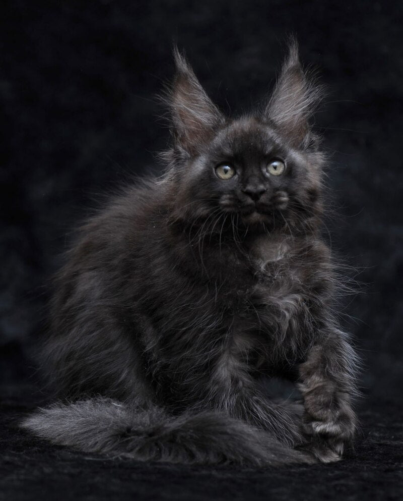 Platon Maine Coon male, black silver