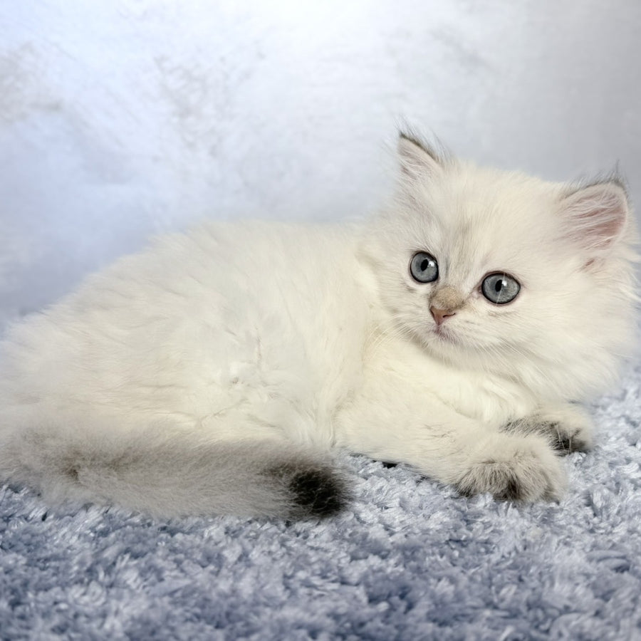 Josefina Scottish Straight female, black golden shaded pointed