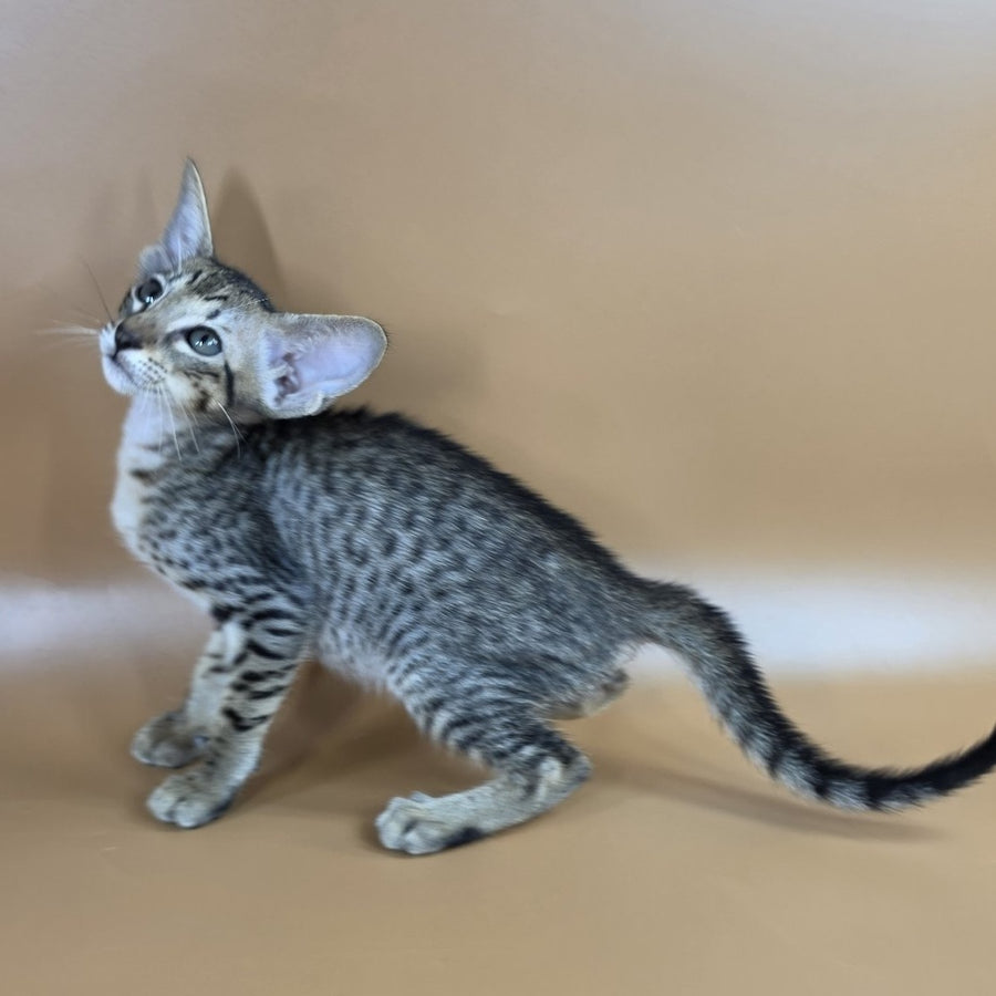 Yvette Oriental Shorthair female, black spotted tabby