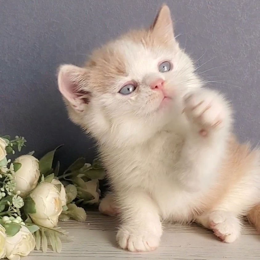 Duke British Shorthair male, cream bicolour