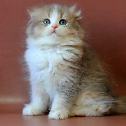 Freya Scottish Fold female, blue tortie golden shaded bicolour