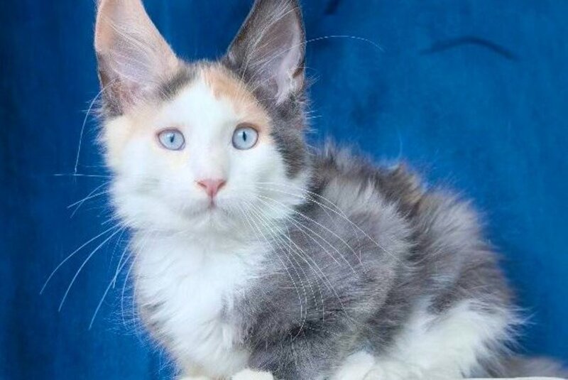 Ledi Dior Maine Coon female, blue tortie silver bicolour