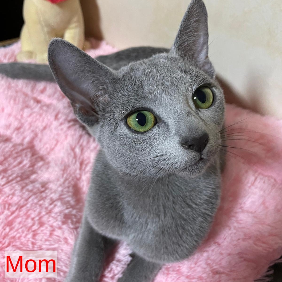 Noi Russian Blue male, blue