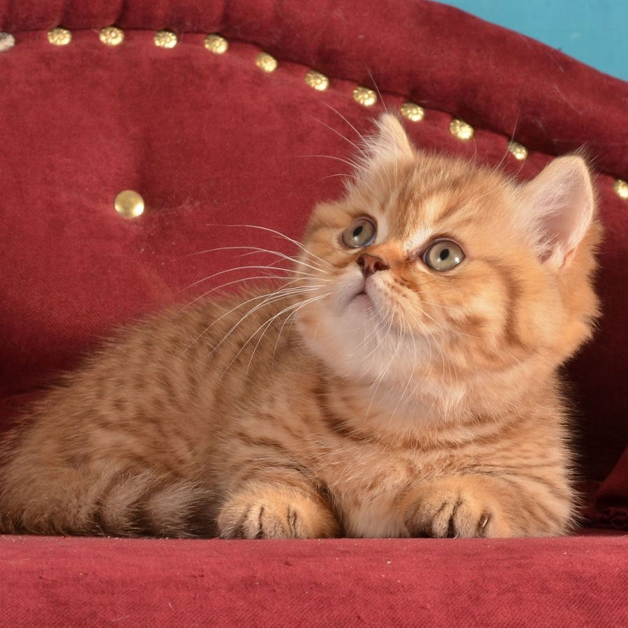 Holly Munchkin female, chocolate spotted tabby