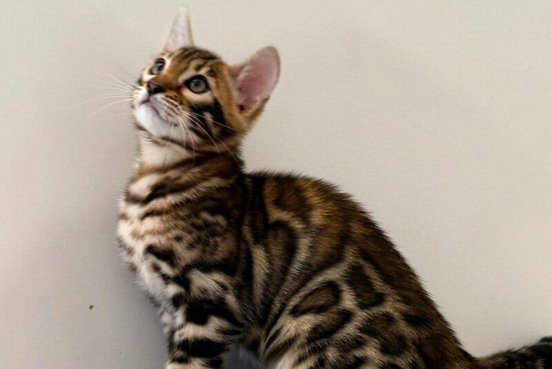 Blake Bengal male black spotted tabby - live animals