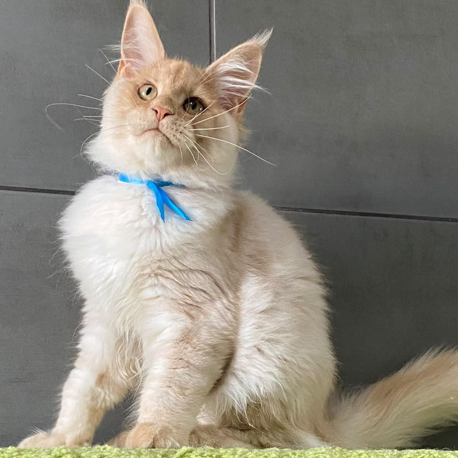Wakayama Maine Coon male, cream silver