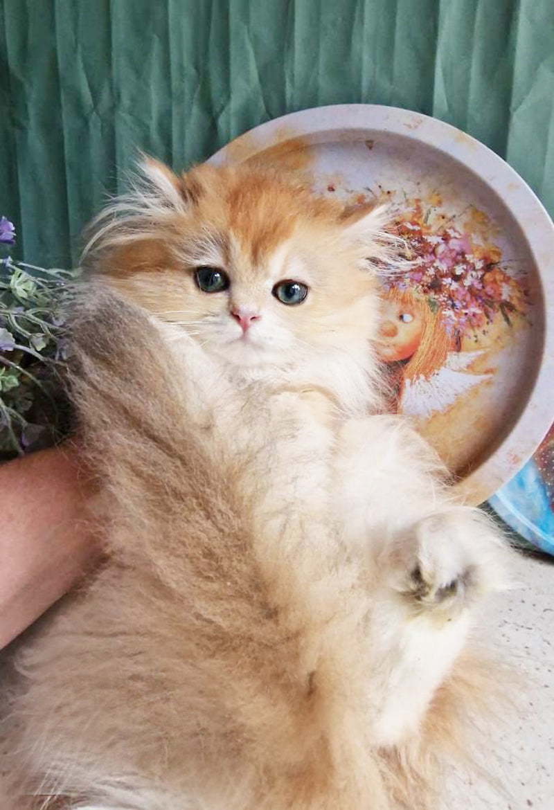 Zabava British Longhair female, black golden chinchilla