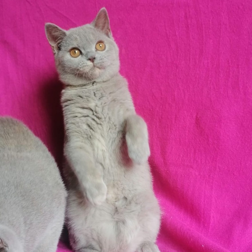 Laska British Shorthair female, lilac tortie