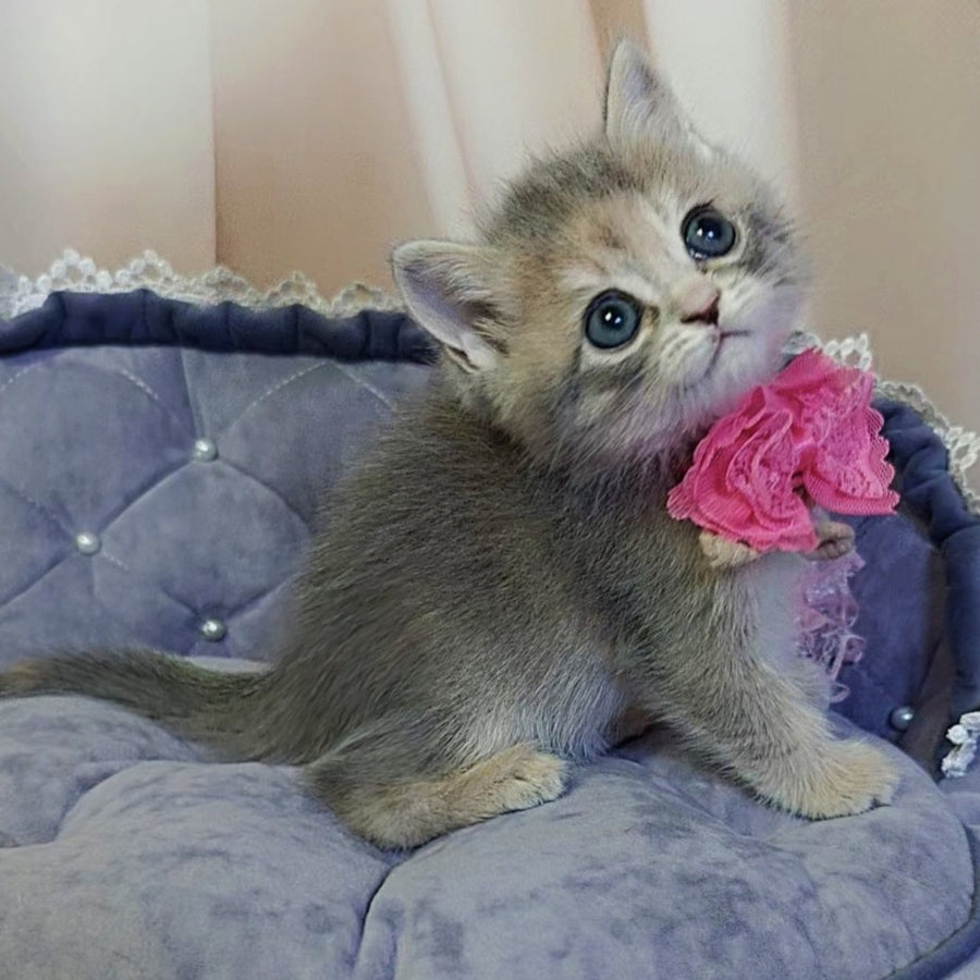 Tyra British Shorthair female, blue tortie