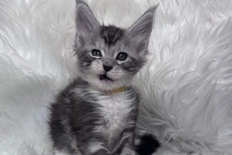 Cooper Maine Coon male black silver tabby bicolour - live animals
