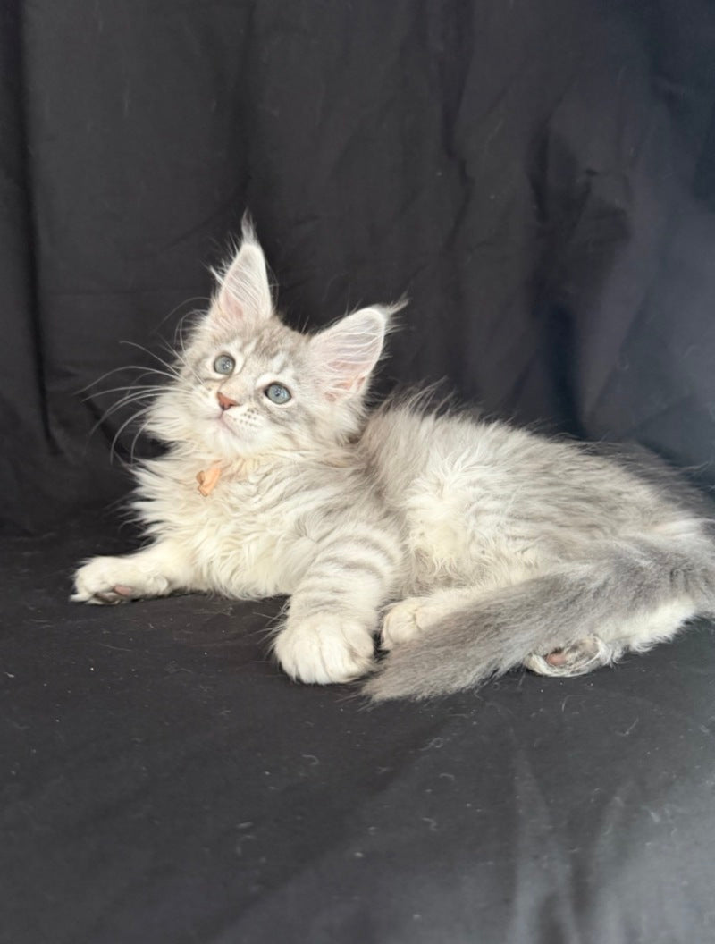 Zarqa Maine Coon female, blue silver tabby
