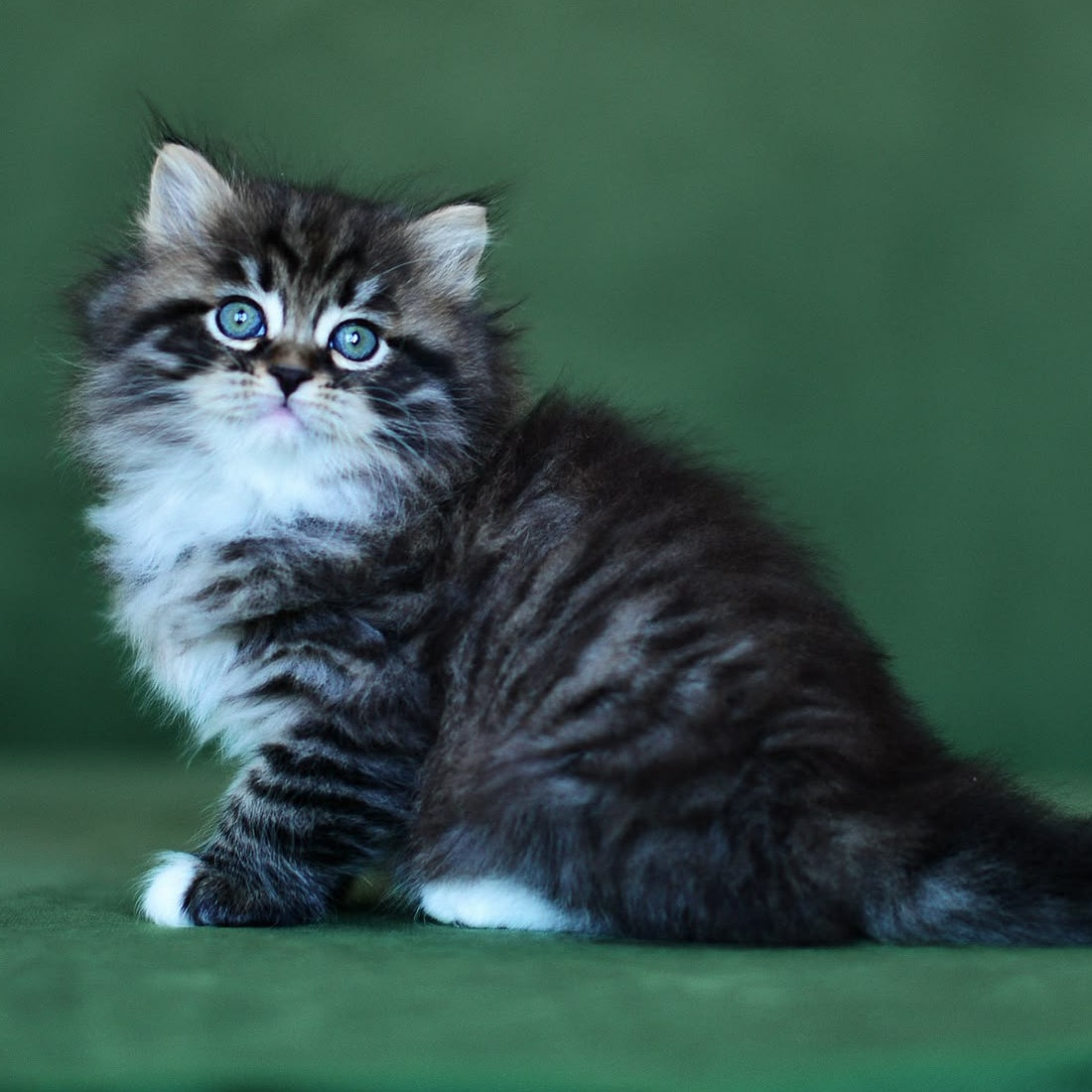Taisiya Siberian female, black spotted tabby with white
