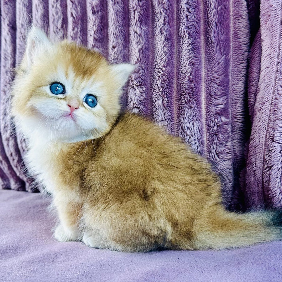 Jazz British Longhair male, black golden chinchilla
