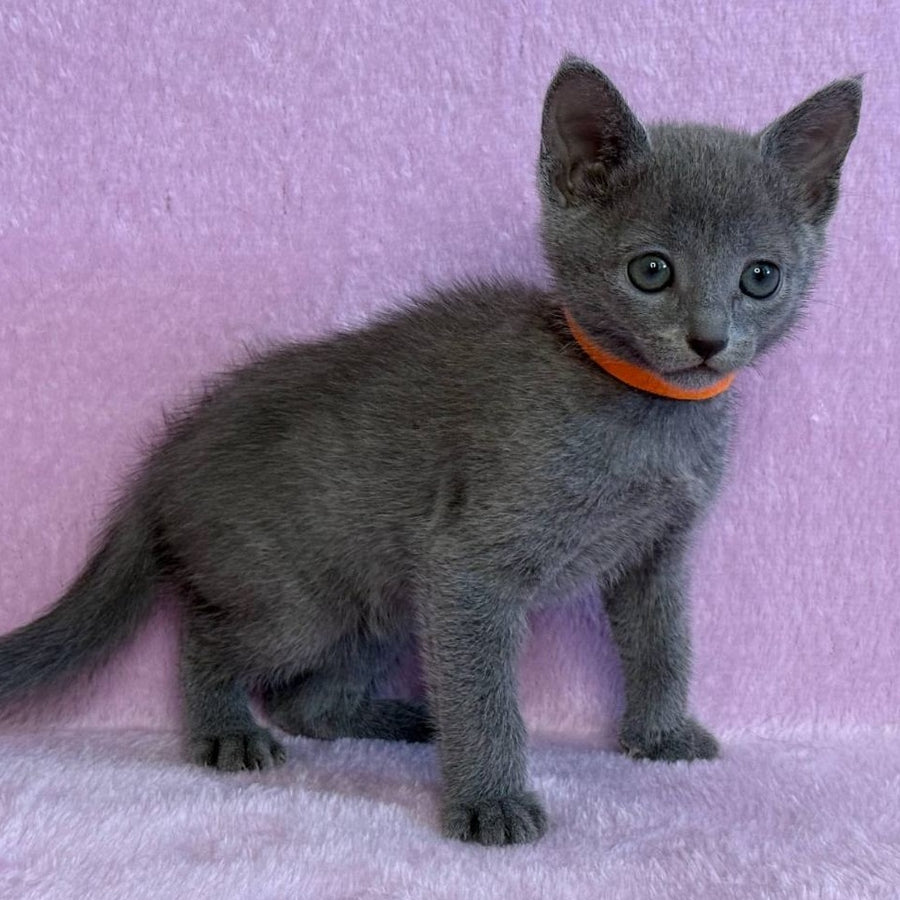 Laffy Russian Blue female, blue
