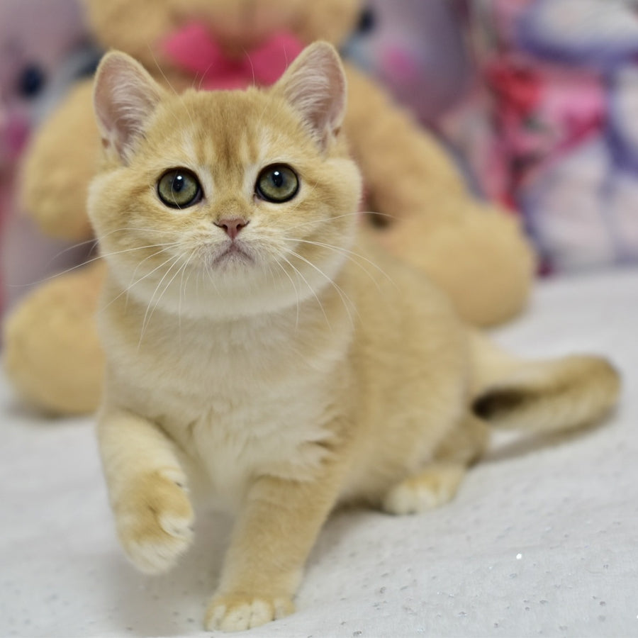 Candy British Shorthair female, black golden shaded