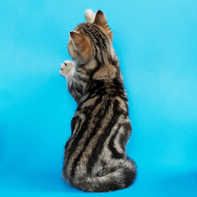 Weiss British Shorthair male, black tabby