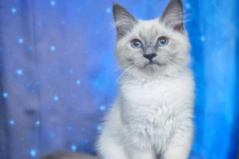 Custer Siberian male, blue pointed