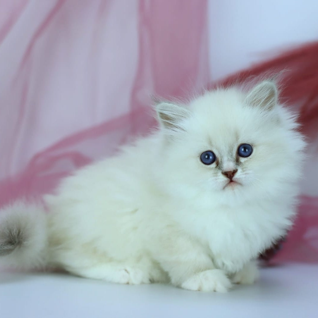 Havana Siberian female, blue with white tabby pointed