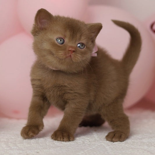 Luna British Shorthair female, cinnamon