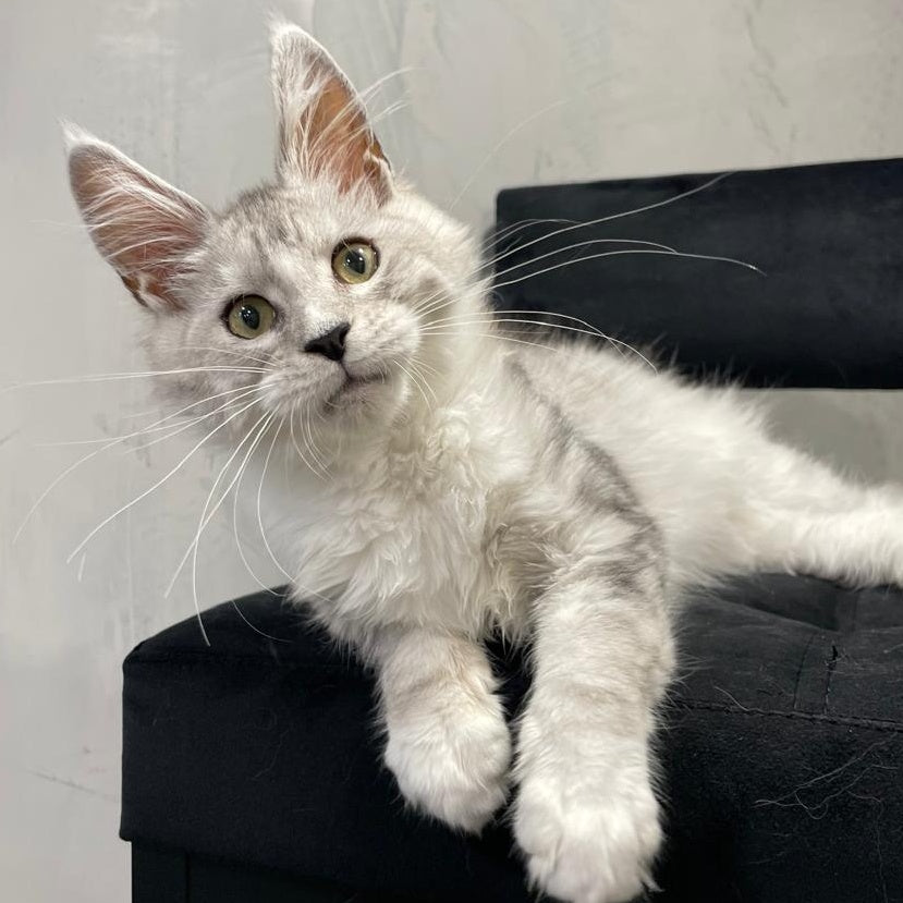 Kira Maine Coon female, black silver bicolour ticked tabby